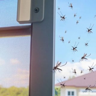 Best Mosquito Net for Door